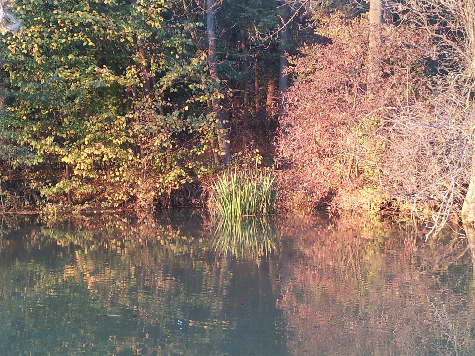 Neajlov - 20131022174607.jpg